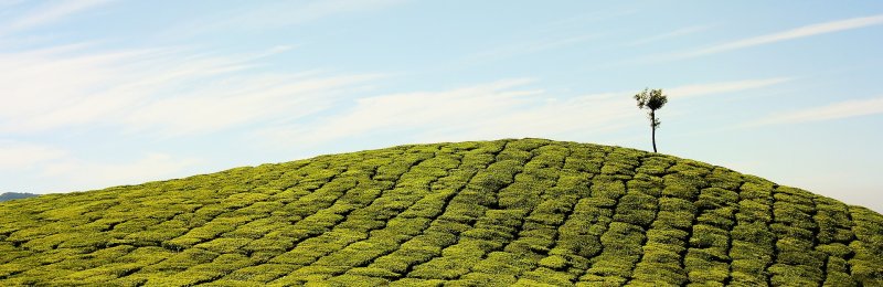 茶的不同 The Differences in Tea