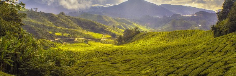 茶的不同 The Differences in Tea