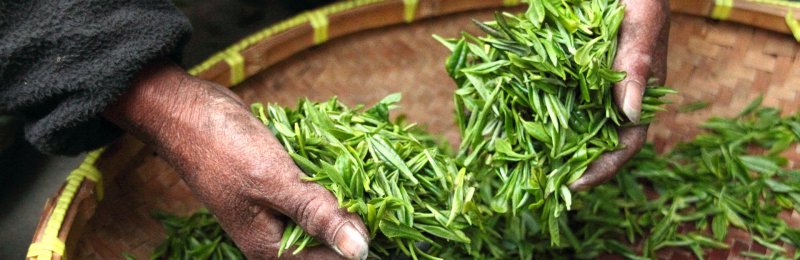 中国十大名茶 Top 10 Famous Tea in China