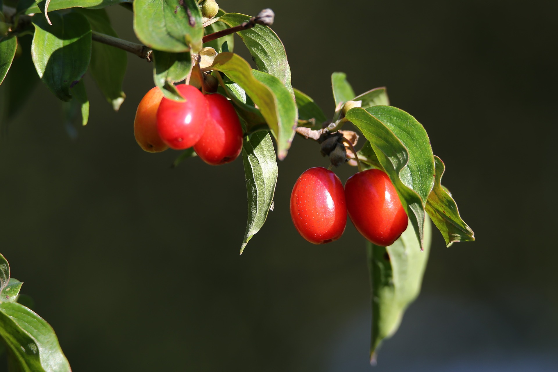 佩戴茱萸 Wearing Cornus officinalis