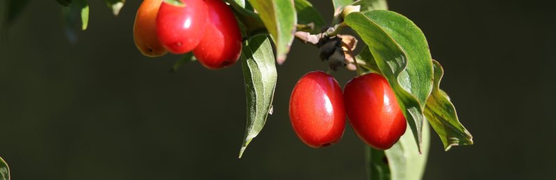 佩戴茱萸 Wearing Cornus officinalis