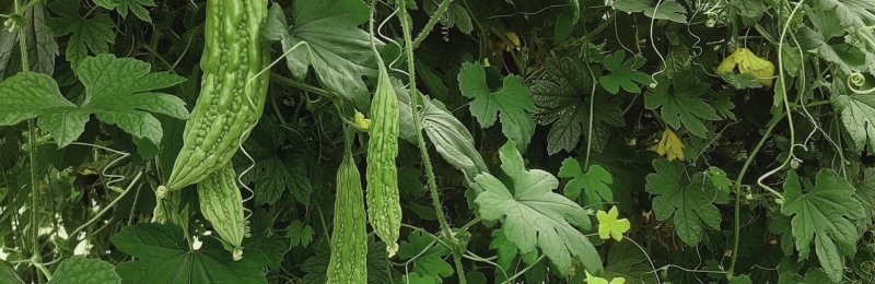 苦瓜 balsam pear