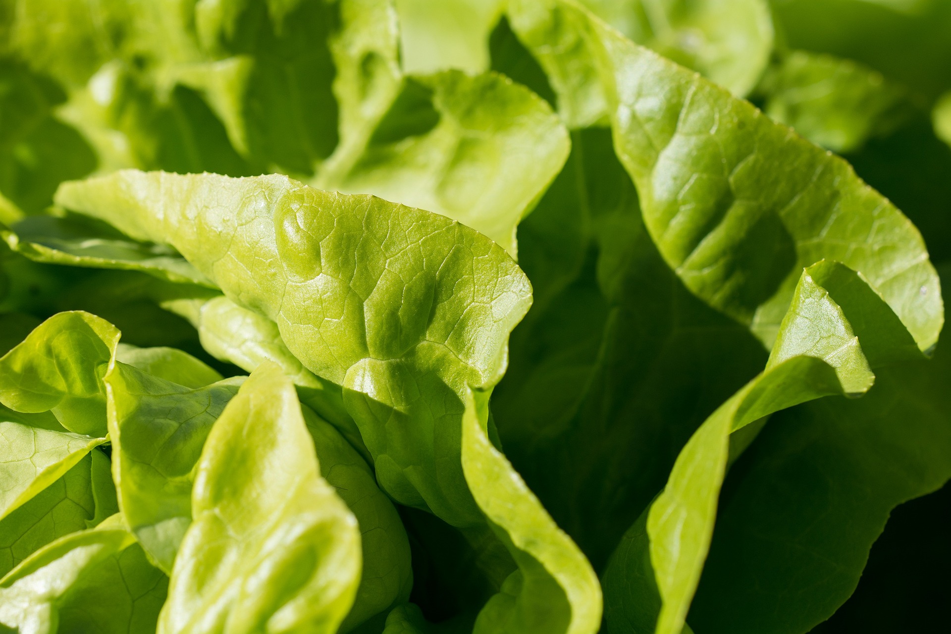 生菜 lettuce