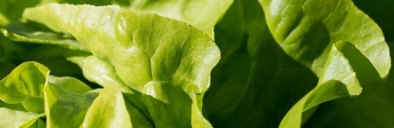 生菜 lettuce