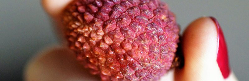 荔枝 litchi