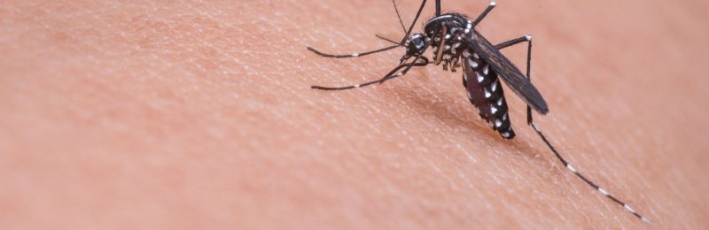 蚊子叮咬 mosquito bites