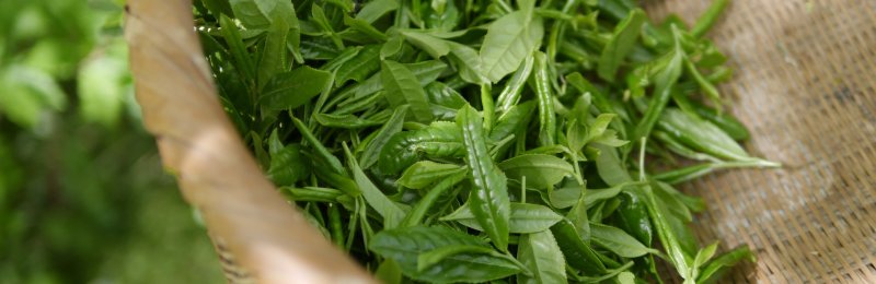 龙井茶 name of a famous green tea