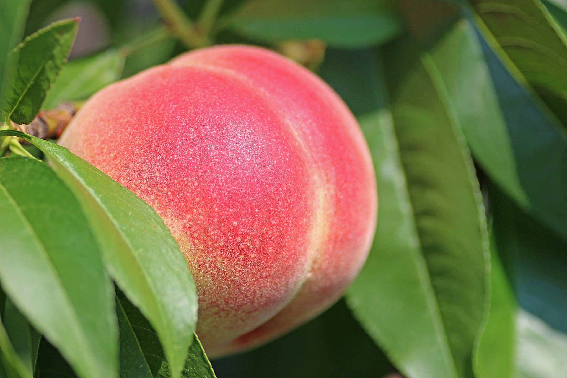 桃子 peach