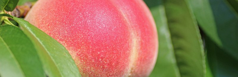 桃子 peach