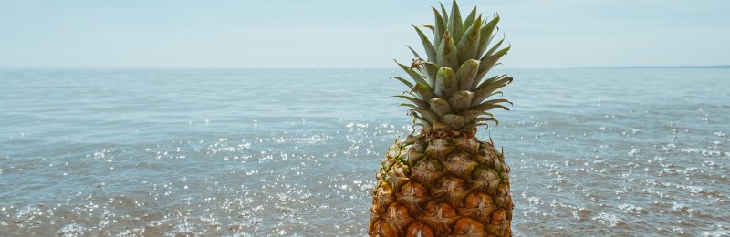 菠萝 tropical fruit