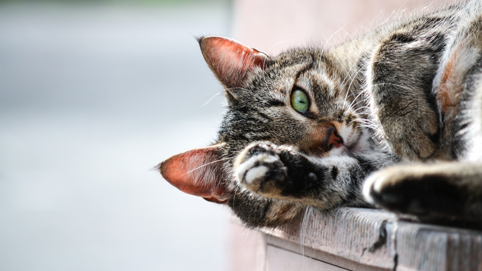 猫 cat