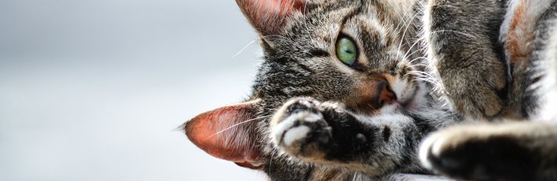 猫 cat