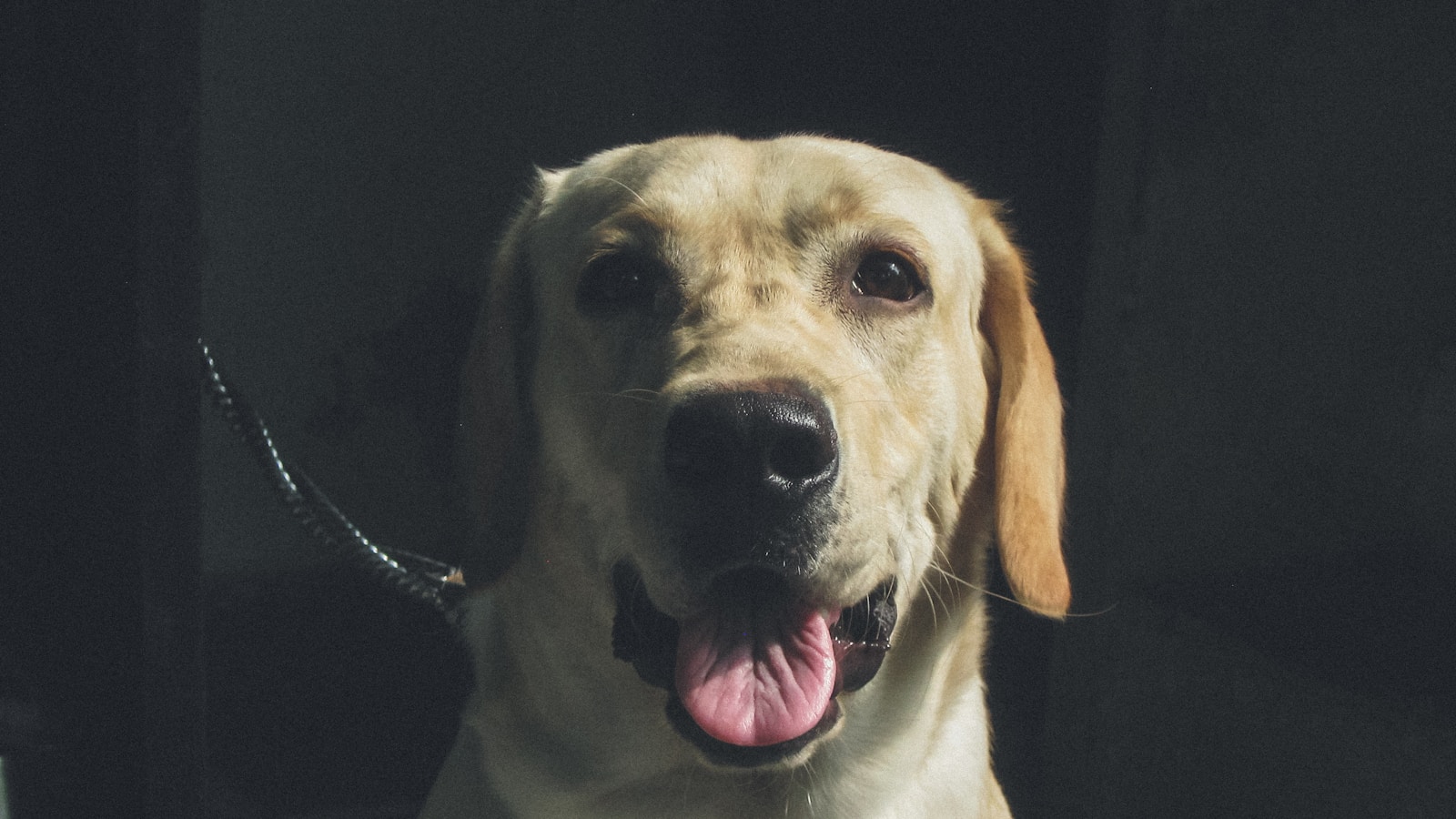 宠物狗 pet dog