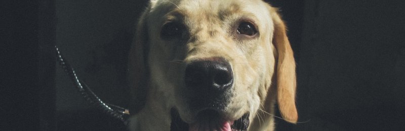 宠物狗 pet dog