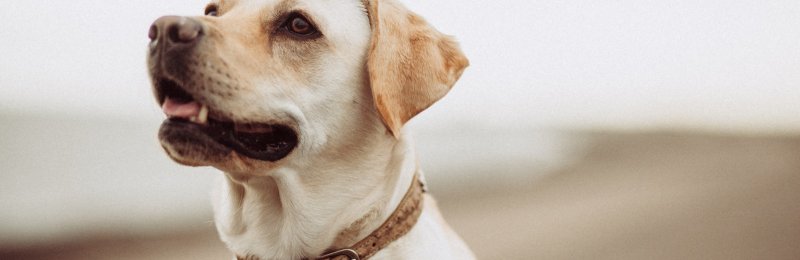 宠物狗 pet dog