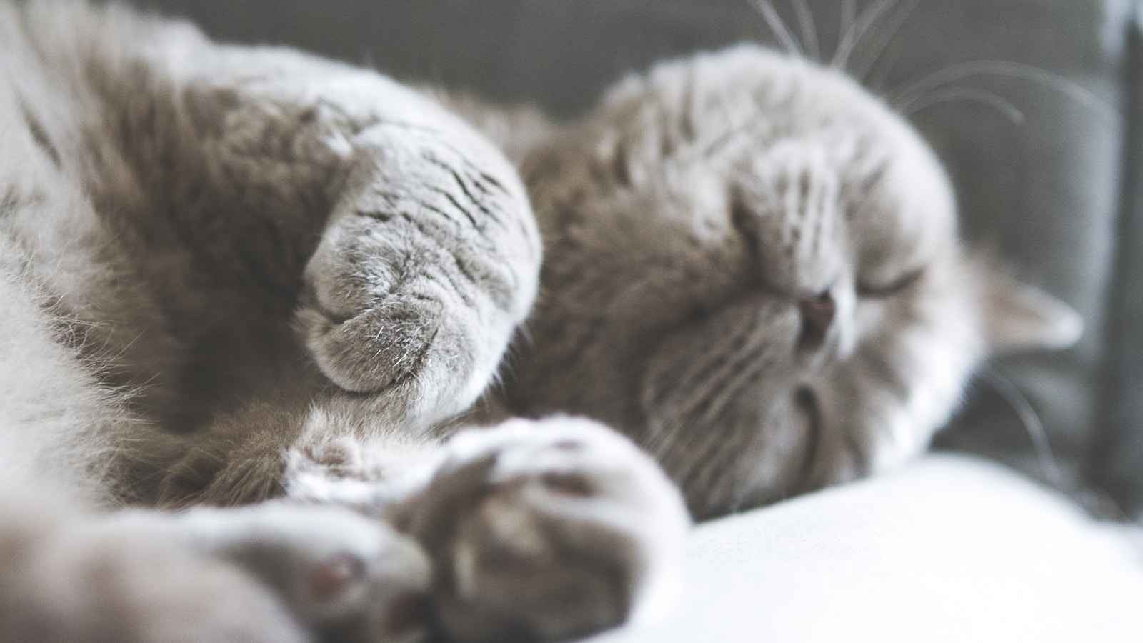猫 cat