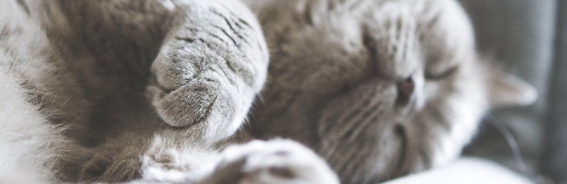 猫 cat