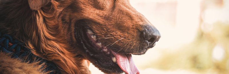 宠物狗 pet dog