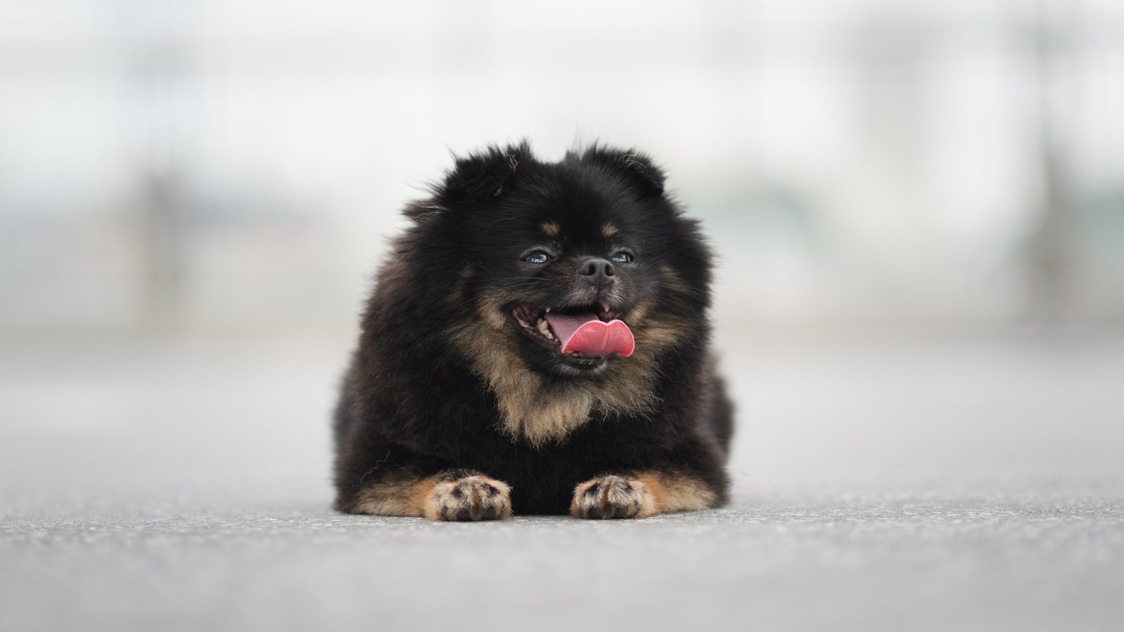 宠物狗 pet dog