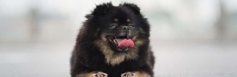宠物狗 pet dog