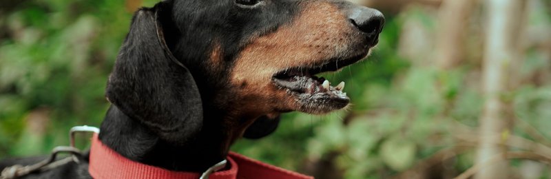 宠物狗 pet dog
