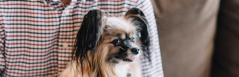 宠物狗 pet dog
