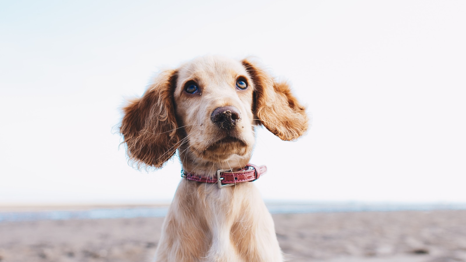 宠物狗 pet dog