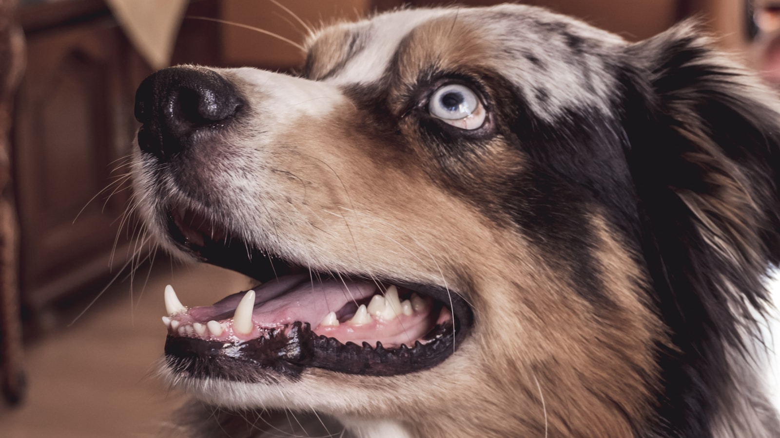 宠物狗 pet dog