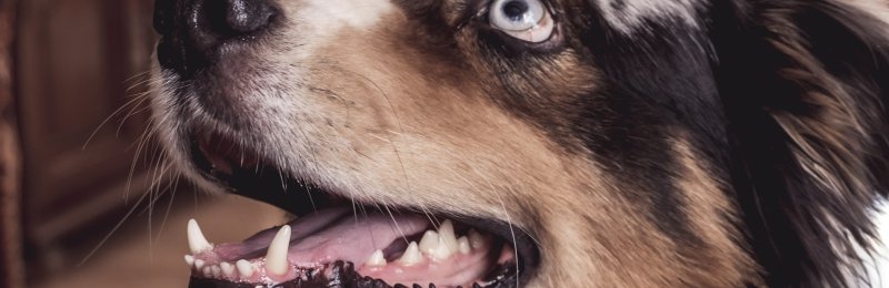 宠物狗 pet dog