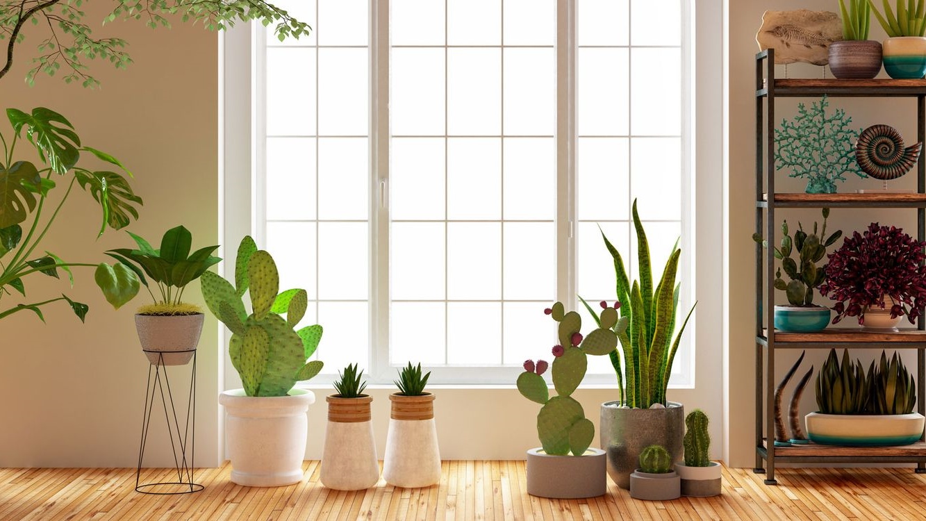 绿植 Green plants